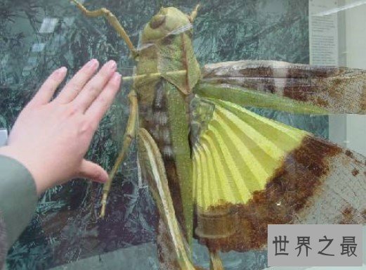 世界上最大的蝗虫,重达23磅,体长48英寸