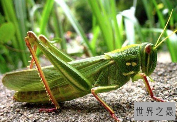 世界上最大的蝗虫,重达23磅,体长48英寸