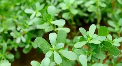 又到了一年食用马齿苋的好时节啦!快来看看怎么做吧