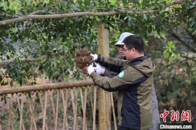 国家二级保护动物褐渔鸮在广西龙州放归大自然