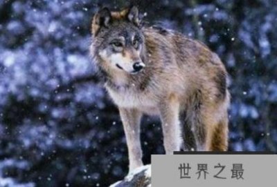 世界上最凶的狼王