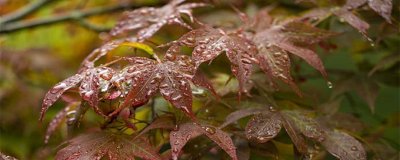 霜叶红于二月花是哪个季节 霜叶红于二月花是什么意思