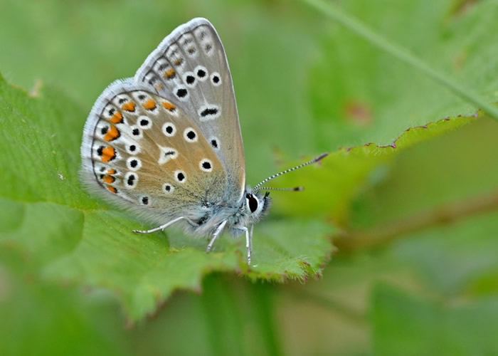 蝴蝶夫人身披羽衣闲聊,仪态万千。