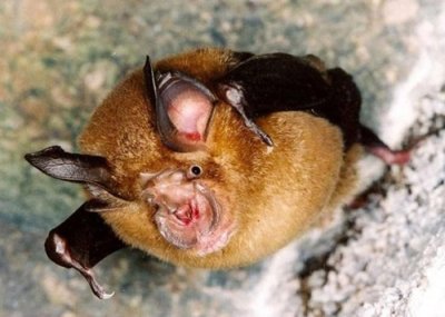 《自然微生物学》期刊:最新研究报告指新冠病毒祖先或70多年前已在蝙蝠群族中