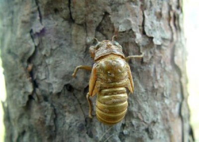 蚕蛹怎么保存才能放久(蝉蛹冰冻可以保存多长时间)