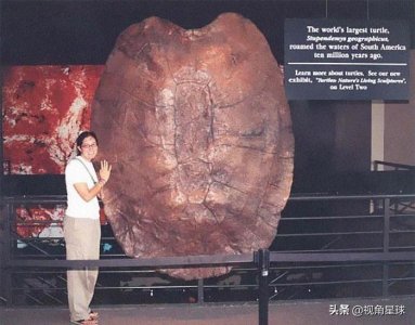 关于古生物的10张图片,将会刷新你对远古巨型生物的认知