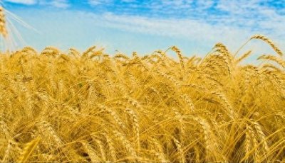 “民以食为天”的上一句是什么?