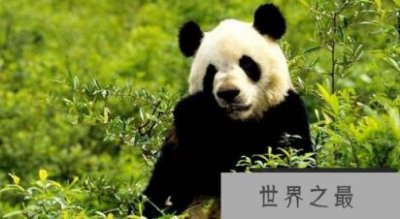 濒危动物在世界上几乎灭绝