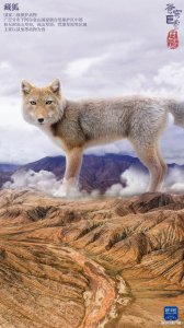 苍穹巨灵·阿尔金山篇