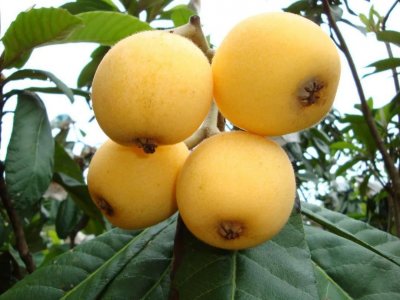 莆田四大名果之—枇杷