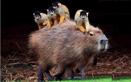 世界上最大的老鼠,最大可达50公斤,你见过吗?