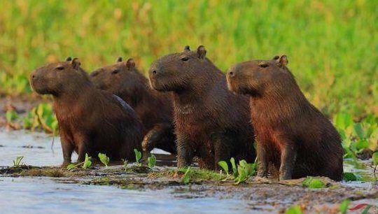 世界上最大的老鼠,最大可达50公斤,你见过吗?