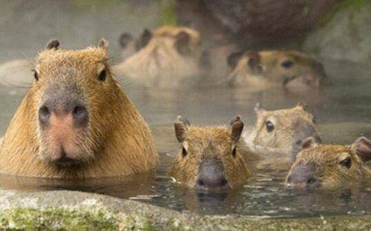 世界上最大的老鼠,最大可达50公斤,你见过吗?