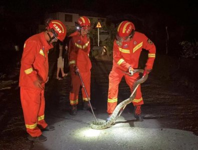 街头深夜惊现 2 米长大蛇!吓坏路人!