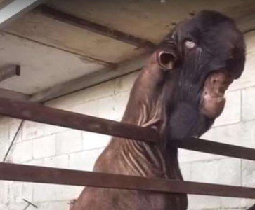 世界最丑山羊身价高达43万, 网友: 会做恶梦