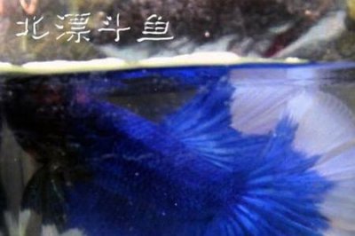 ​蓝色狮王斗鱼介绍