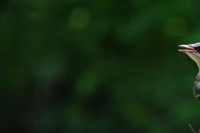 ​灰喜鹊的寓意