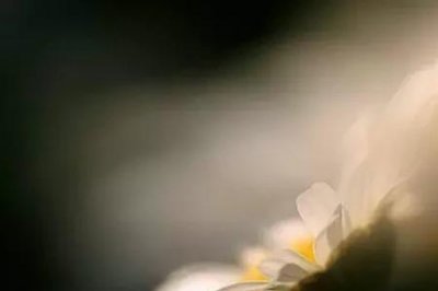 ​若相惜，则相守的意思