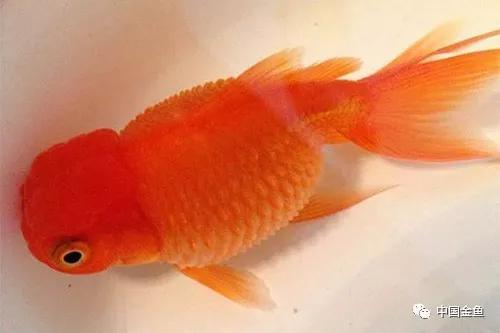 炸鳞怎么回事(炸鳞的鱼怎么治)