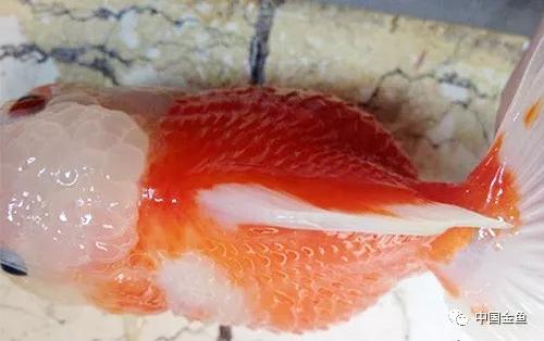 炸鳞怎么回事(炸鳞的鱼怎么治)