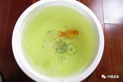 炸鳞怎么回事(炸鳞的鱼怎么治)