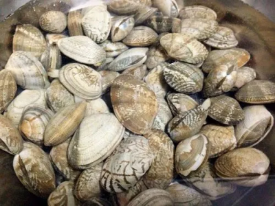 ​花蛤怎么存放到第二天