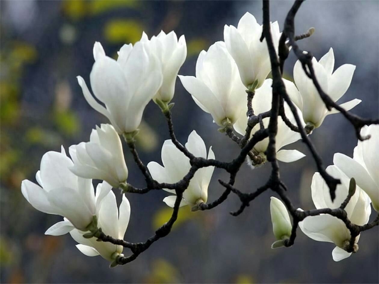 上海市花你知道是什么吗?棉花也曾经是上海的市花