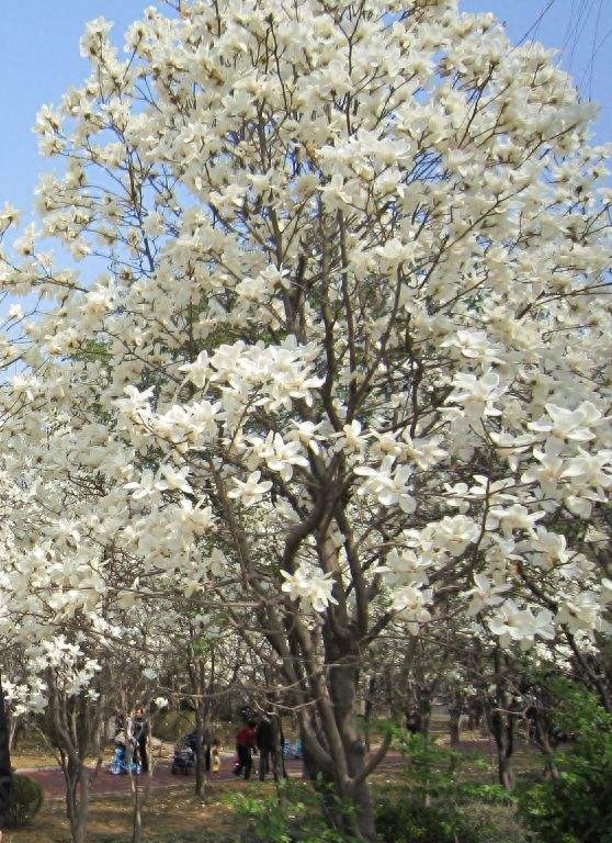 上海市花你知道是什么吗?棉花也曾经是上海的市花