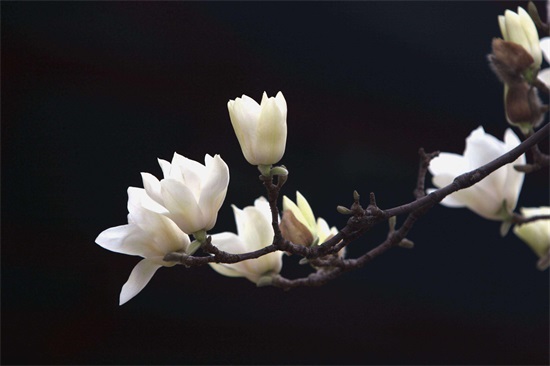 上海市花你知道是什么吗?棉花也曾经是上海的市花