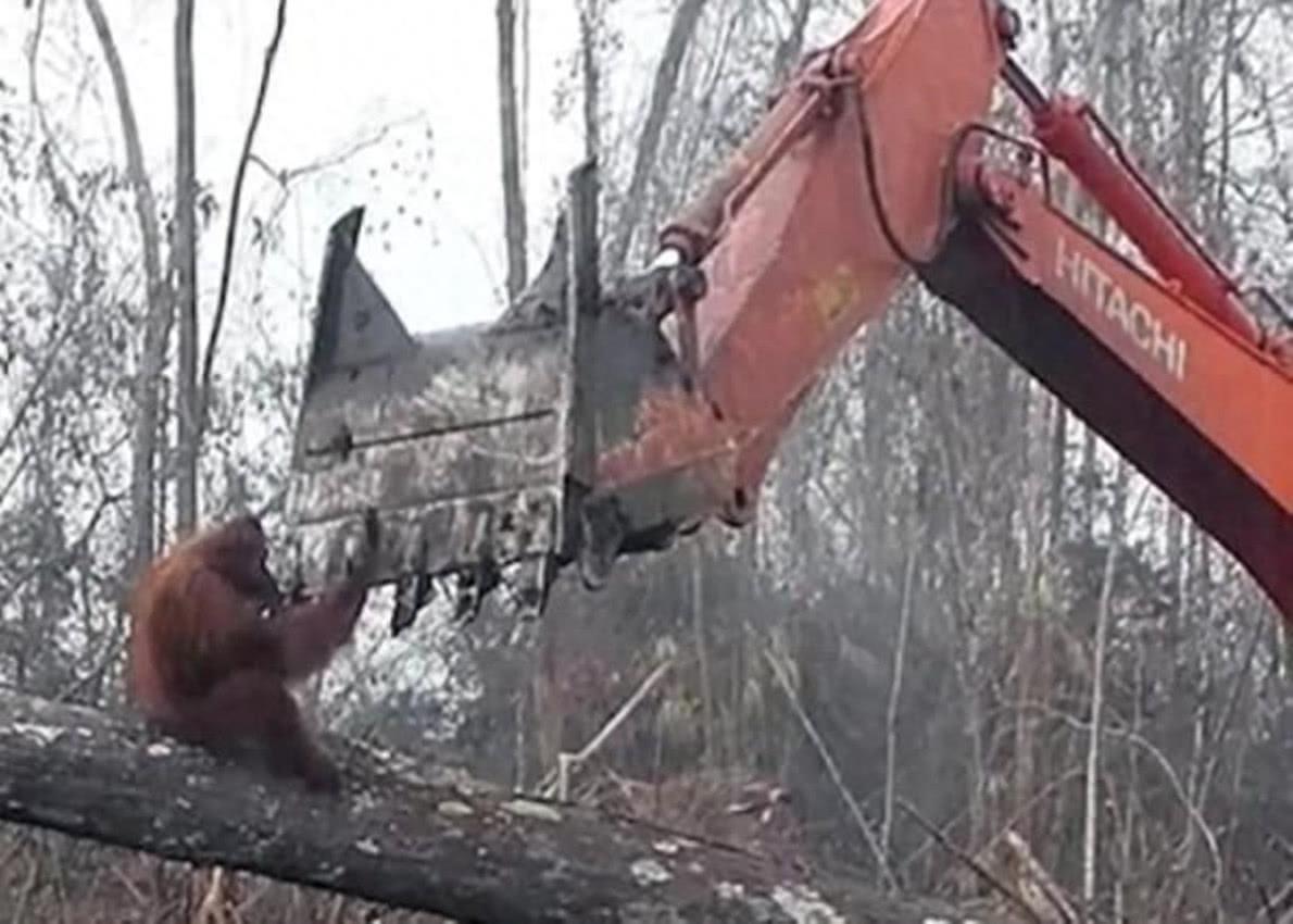 印尼大猩猩单手和挖土机抗争,摔倒在地,画面令人心痛