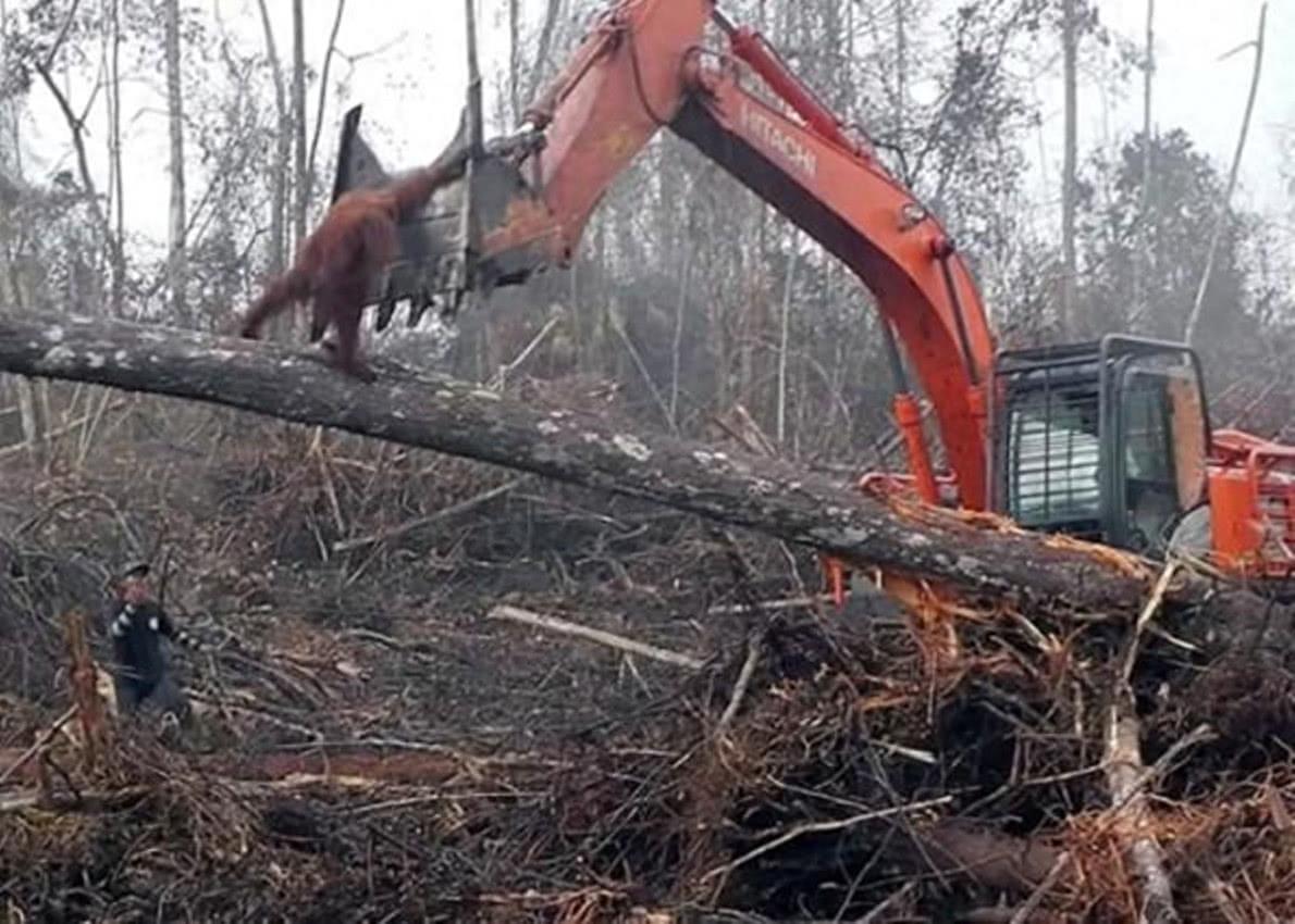 印尼大猩猩单手和挖土机抗争,摔倒在地,画面令人心痛