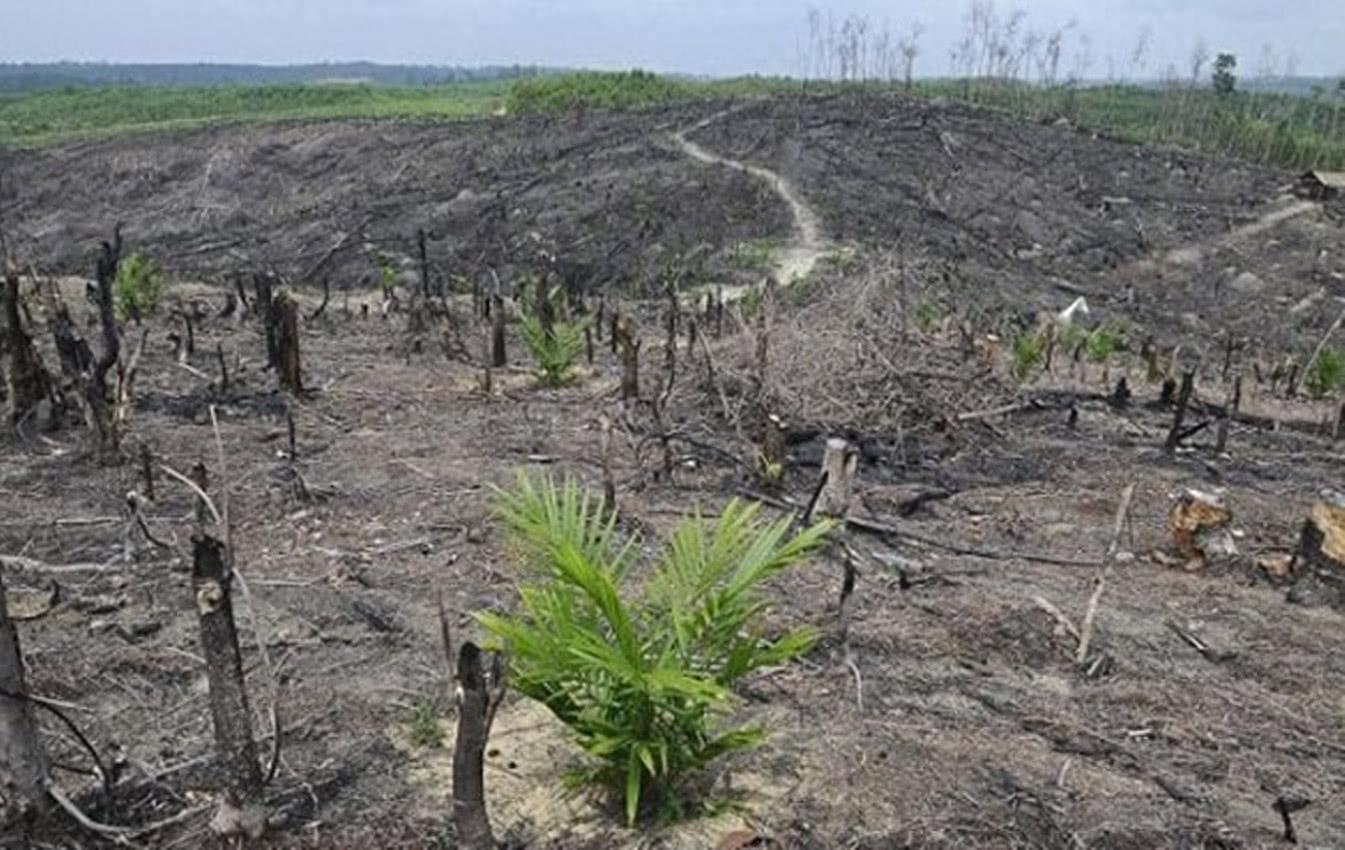 印尼大猩猩单手和挖土机抗争,摔倒在地,画面令人心痛