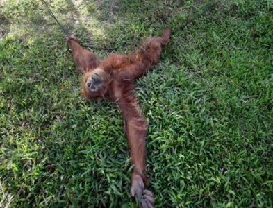 ​印尼大猩猩单手和挖土机抗争，摔倒在地，画面令人心痛