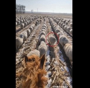 ​这400只羊走出阅兵仪式感，网友：赶烤的步伐！