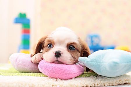 羊年春晚有喜洋洋,狗年春晚是不是应该有哮天犬呢?!