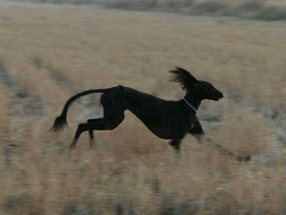 羊年春晚有喜洋洋,狗年春晚是不是应该有哮天犬呢?!