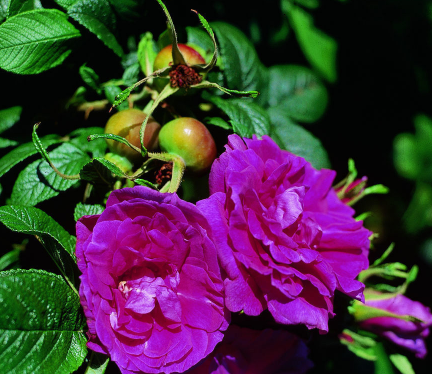 9朵玫瑰代表什么,9朵白玫瑰代表什么意思图3