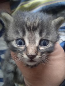 ​什么是爱国？请司马南回答