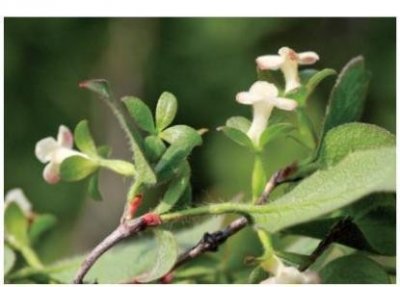 ​「自然科普」二花六道木：果实可治痈毒红肿