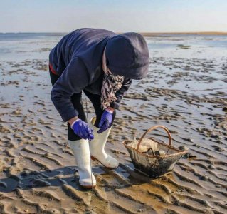 ​蛏子怎么洗（怎么清洗蛏子最干净）