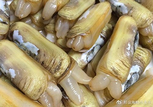 蛏子怎么洗(怎么清洗蛏子最干净)(图2) 蛏子怎么洗(怎么清洗蛏子最干净)(图2)