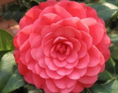 ​五色赤丹一一茶花