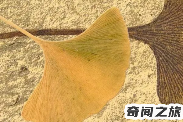 你喜欢银杏吗什么意思这是我想对你说的(银杏的情话含义)(3)_