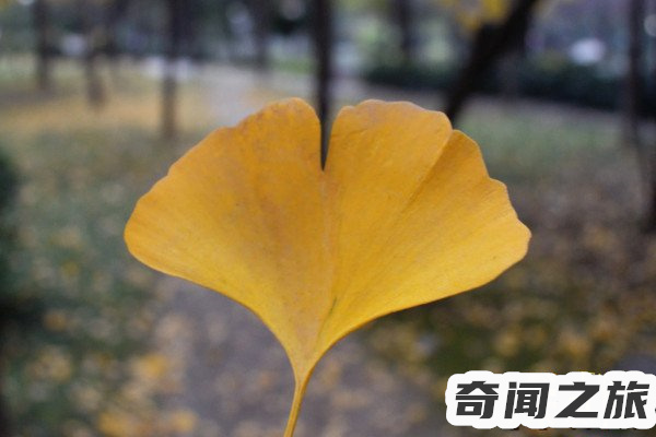 你喜欢银杏吗什么意思这是我想对你说的(银杏的情话含义)(2)_