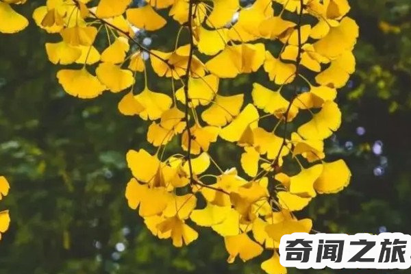 你喜欢银杏吗什么意思这是我想对你说的(银杏的情话含义)(5)_