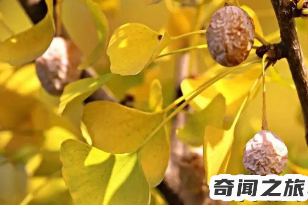 你喜欢银杏吗什么意思这是我想对你说的(银杏的情话含义)(1)_