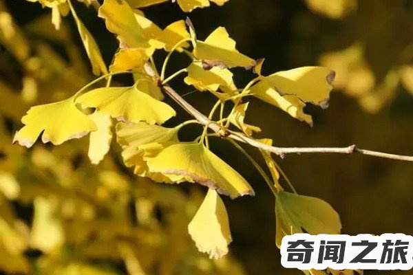 你喜欢银杏吗什么意思这是我想对你说的(银杏的情话含义)(4)_