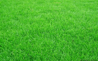 ​黑麦草的种植技术原来这么的简单，赶快来看看了