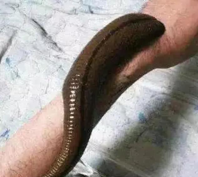 柬埔寨食人水蛭有多大（最大的体型可以达到两米长）(2)_