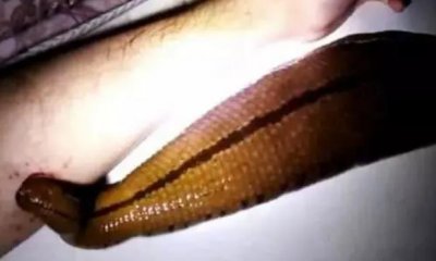 ​柬埔寨食人水蛭有多大（最大的体型可以达到两米长）
